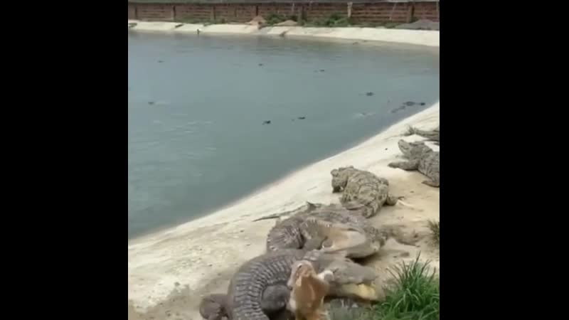 Вот это везение всем бы такое!!