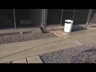 Кормление детёнышей выдры