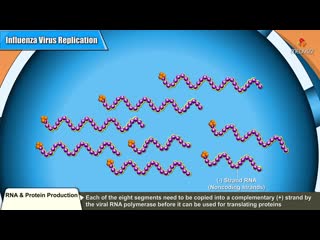 Influenza virus replication cycle animation medical microbiology usmle step 1