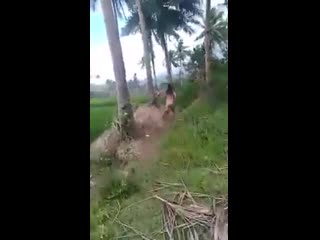 Malay naked creature caught fucking