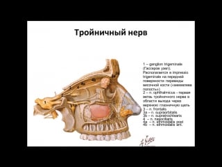 Тройничный нерв продолжение