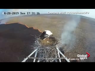 Russia wildfires nesting stork camera captures devastation of spreading blaze