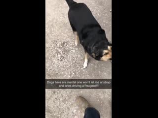 Just a pupper driving a car