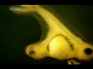 Discovery мутанты часть 2