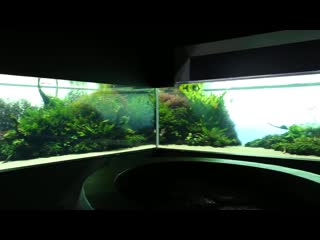 The world's biggest and best aquascape (emotional)