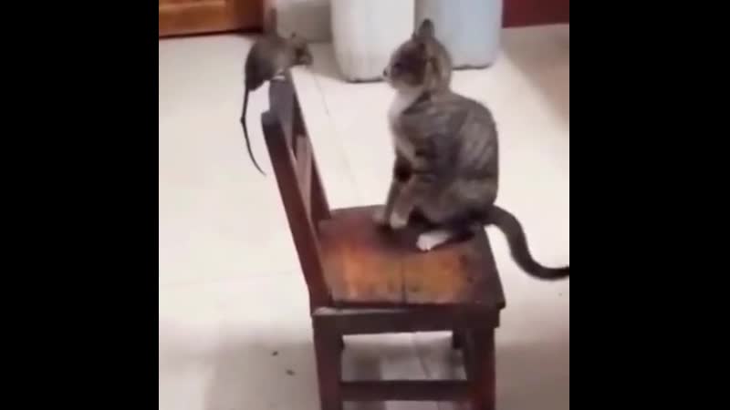 Изгнание 2020