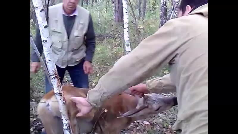 Лесопатологи спасают косулю