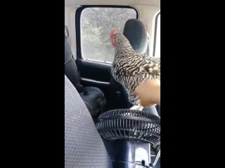 Chicken cools off viralhog