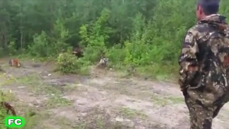 О, нет, это медведь! убегай!