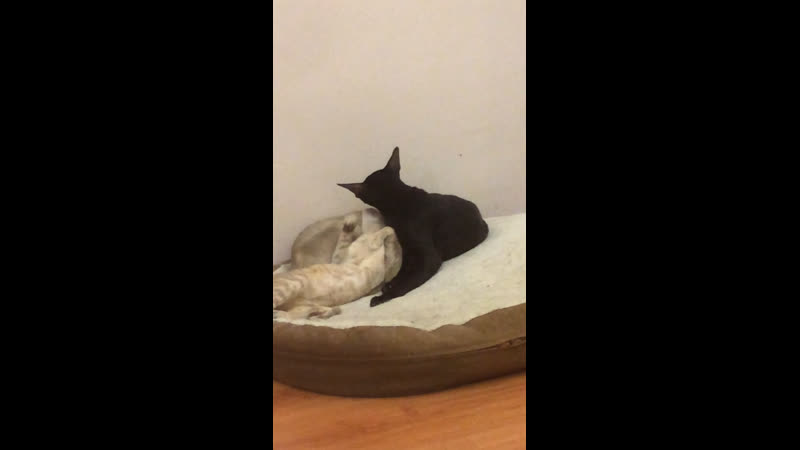 Дед с дочей и внучкой