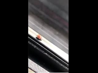 Ladybug shits on car