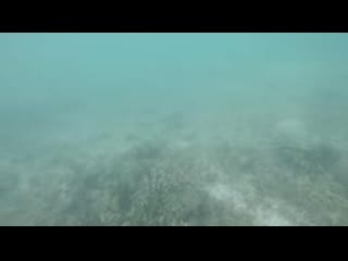 Getting porn by fish whilst snorkeling
