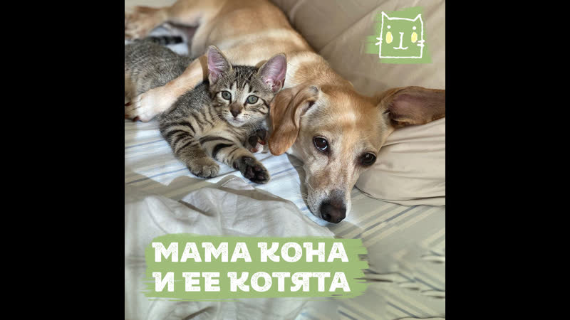 Молодые кона и ее секс котята