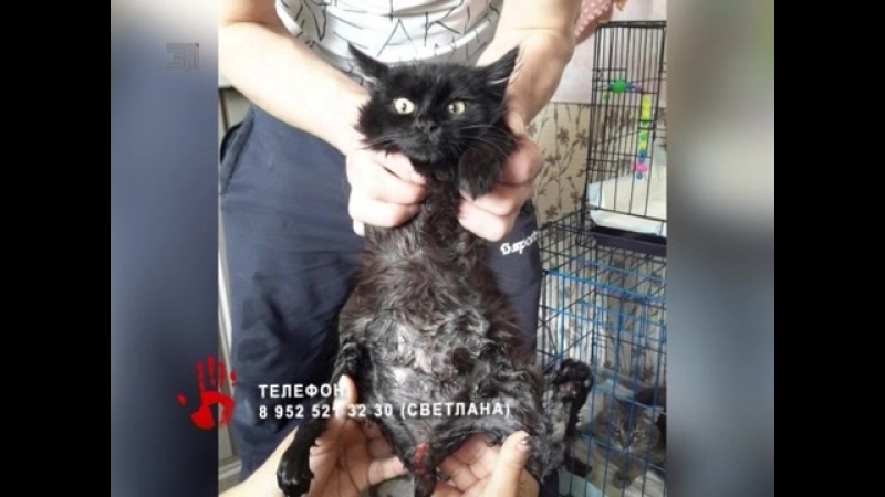 Вывернуты лапы и оторван хвост зоозащитница просит помощи на операцию для котенка, которого избили живодеры