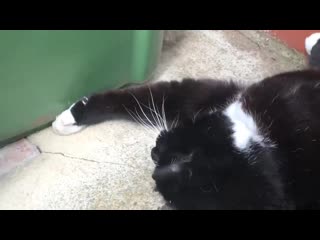 This cat learned the hard way that you cant eat wasps