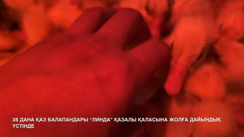 #kadyrovfarm 35 дана қаз балапандары “линда” қазалы қаласына жолға дайындық үстінде