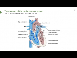 С02 отделы сердца – cardiology medical education videos