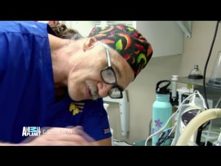 An pl доктор джефф ветеринар роки маунтин