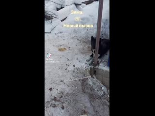 Тик ток здесьисейчас#антидогхантер#пермь zoohelp