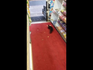 Squirrel steals chocolate bar crunchie caper [full hd,1920x1080p]