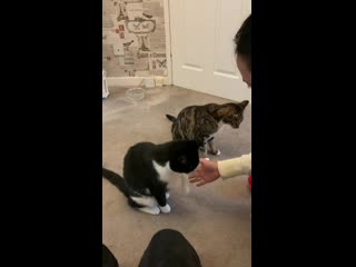 My bf said that i wouldn’t be able to train my cats i proved him wrong my cats are now better trained than his dog