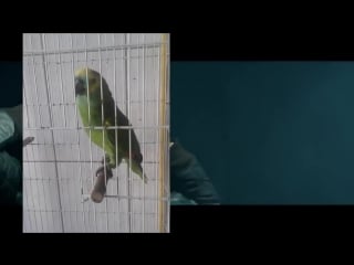 Monster (попугай кавер) (6 sec)
