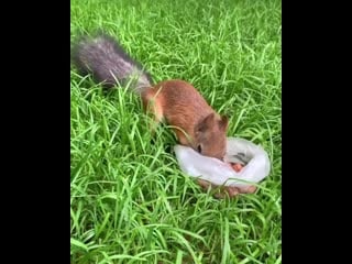 Видео lana craft