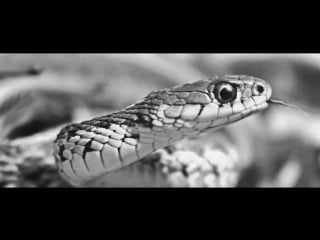 Noctem the submission discipline