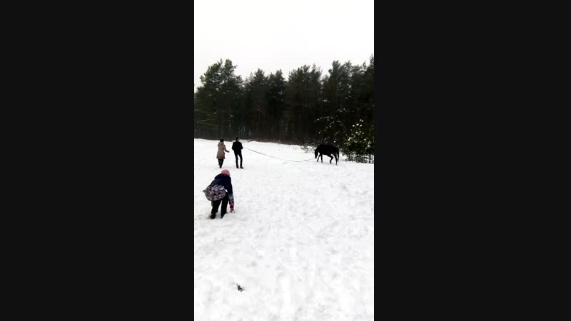 Жеребец "лясик"
