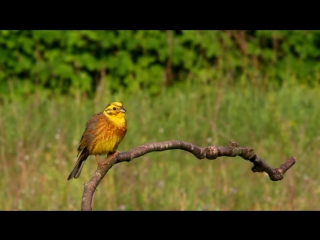 Yellowhammer / обыкновенная овсянка / emberiza citrinella