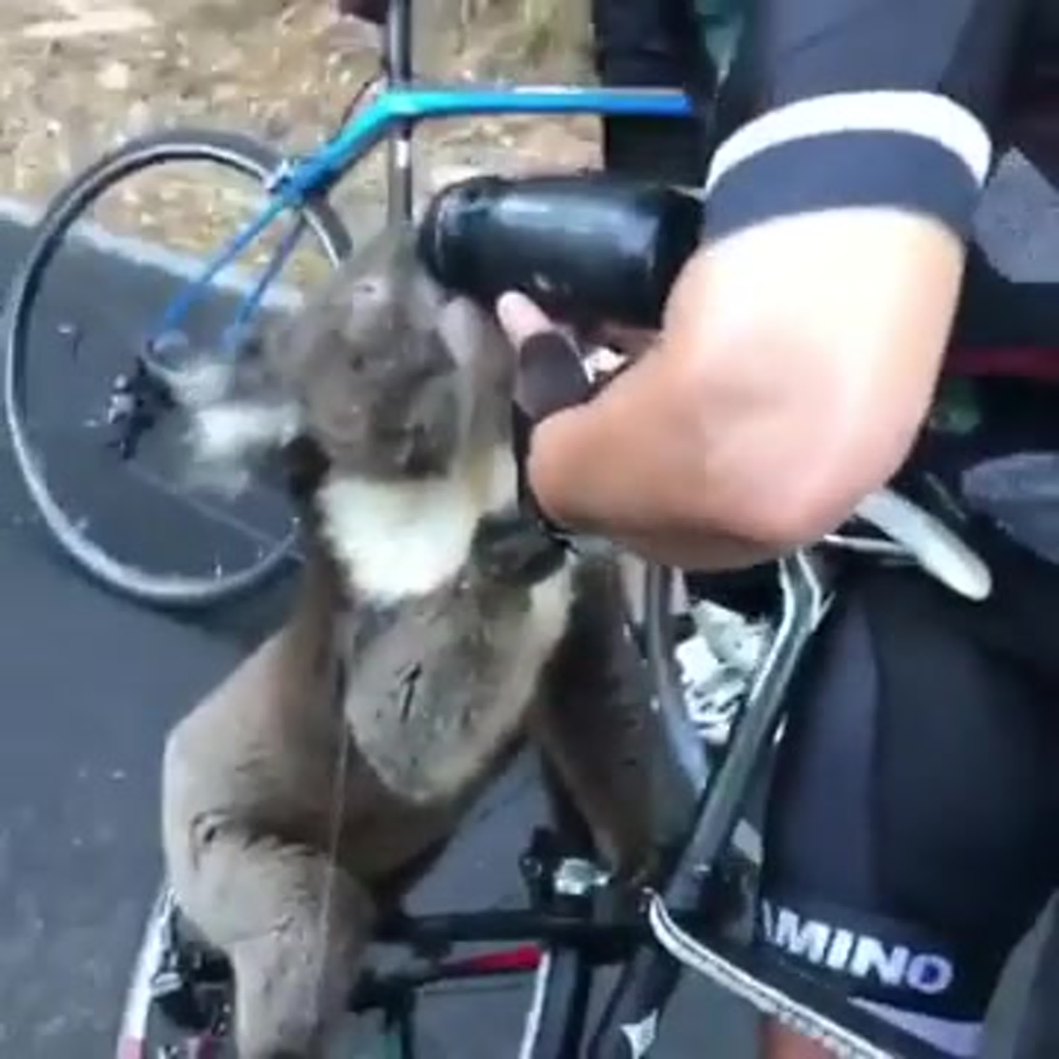 Dehydrated koala approaches cyclist for a drink amid heatwave  