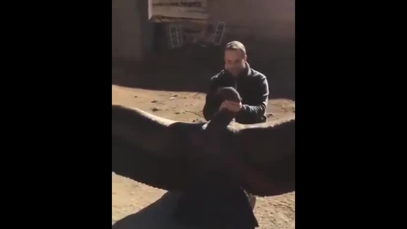 Андский кондор приветствует своего спасителя