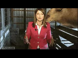 Camel bites reporter\'s hair