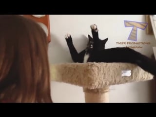 Super weird cats that will totally confuse you! extremely funny cat videos com