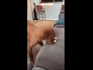 Неуловимые солнечные зайчики