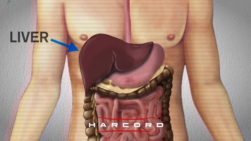 Анатомия человека печень и ее уязвимость перед ударами