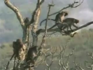 Обезьяний секс, funny monkey sex