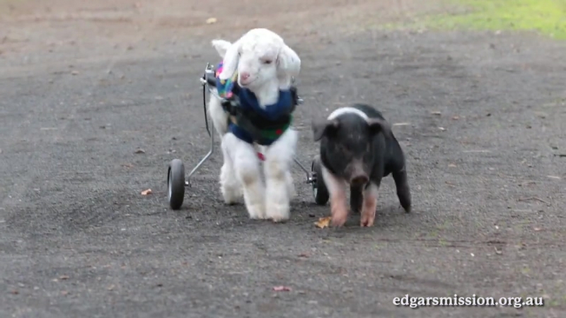 Независимо от того, кто мы такие и как мы выглядим, мы все едины в необходимости дружить и любить!
