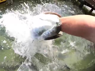 My 18yo got an epic gopro shot today of himself feeding tarpon down in islamorada