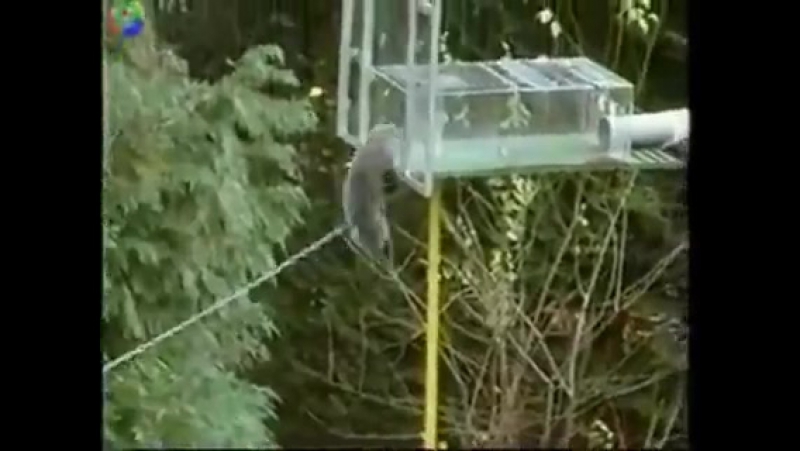 Агент 007 белка