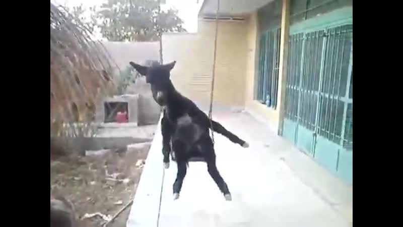 Мой гора любимый, родина кааз, там в горах высоких