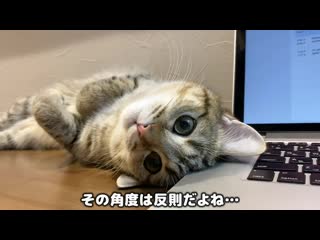 The kitten's sticking insects are so terrible that the work doesn't proceed