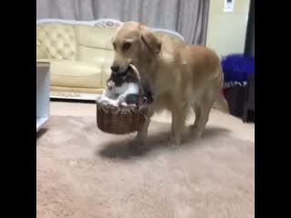 Golden retriever and rescue cat love each other to