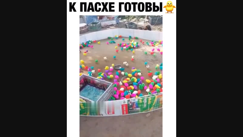 Скитлстрянка птичек
