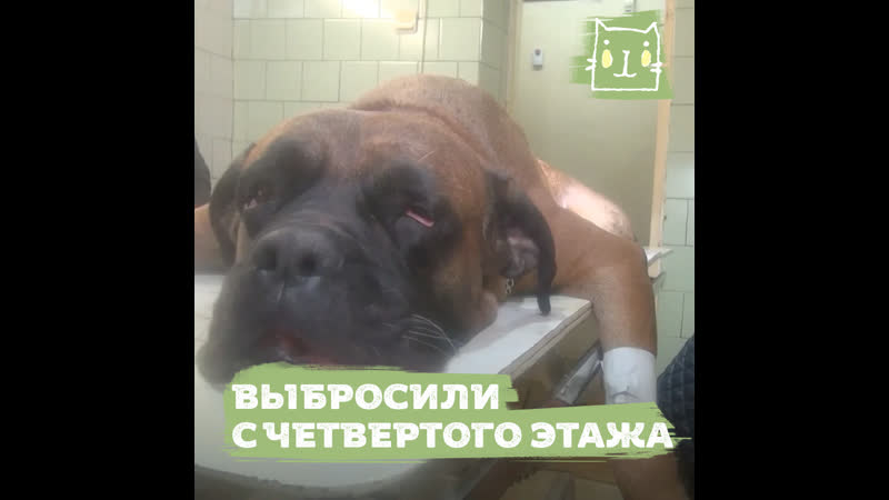 Пьяный мужчина выкинул молодые с четвертого этажа