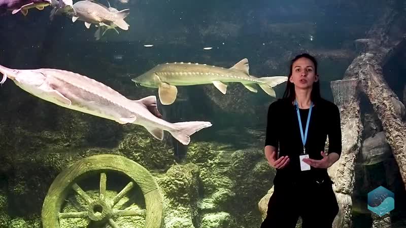 От малых рек россии до коралловых рифов познавательное экологическое занятие