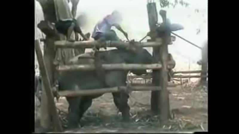 Слонят воруют у матерей и дрессируют для туристов baby elephants in thailand are kidnapped &amp; tortured for entertainment!