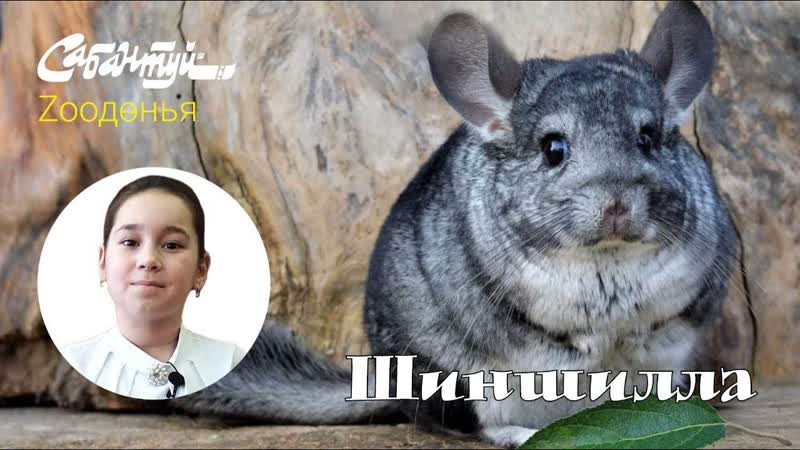 Zooдөнья шиншилла/ изучаем молодые с секс