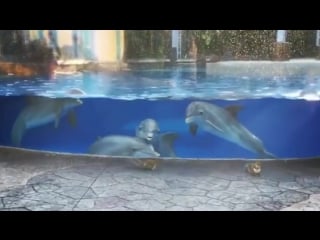 Baby dolphins fascinated by squirrels