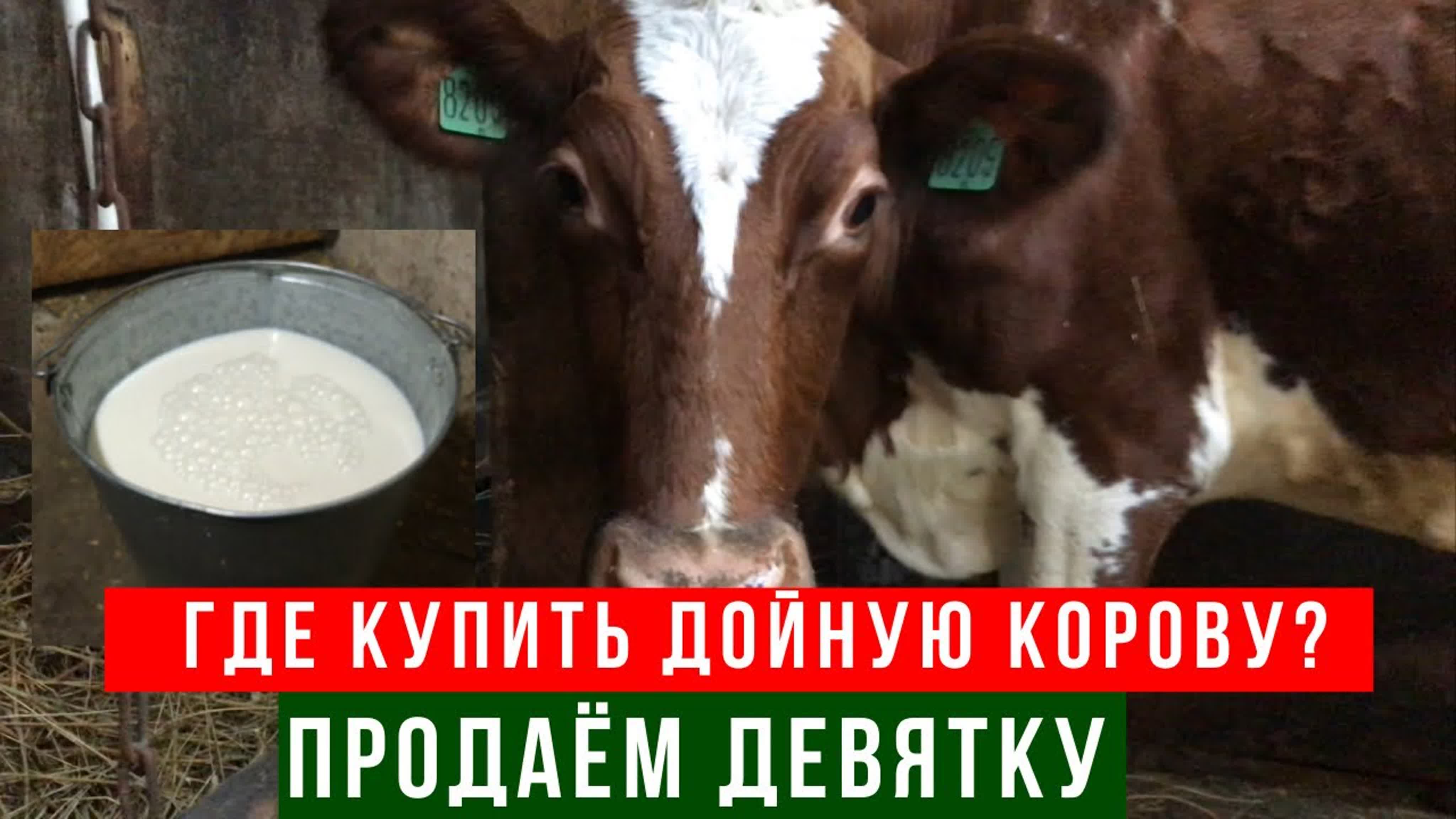 Дойка коз на станке и продаём дойную корову с очень высоким удоем!